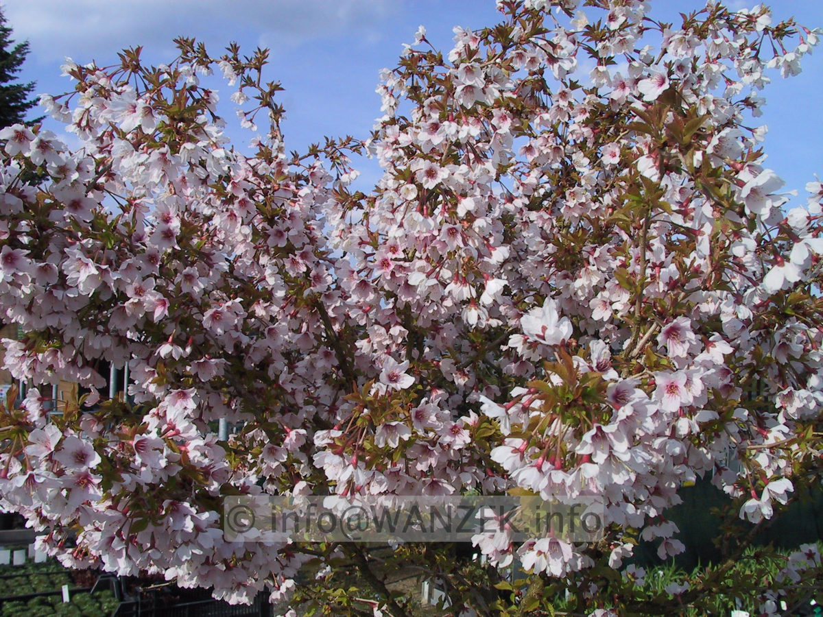 Prunus incisa Kojou-No-Mai 01.JPG